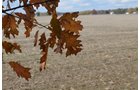 Property photo 46 - 75.3 Acres Offered in 2 Tracts